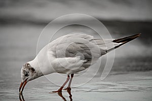 close-up of gull taking food out of the water with its beak