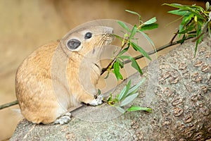 Close up of a gundi