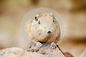 Close up of a gundi