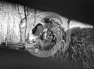 close-up of gute sheep through fence