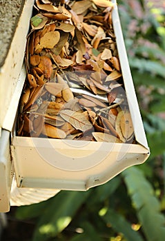 Close up of a gutter filled with oak leaves photo