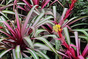 Close Up of Guzmania Sir Albert Bromeliads with pink and green variegated leaves