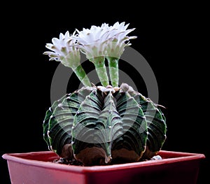 Close up gymnocalycium cactus flower blooming against dark background