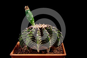 Close up gymnocalycium mihanovichii lb2178 with seed photo