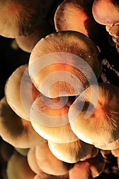 Gymnopilus penetrans Autumn mushroom in sunlight photo