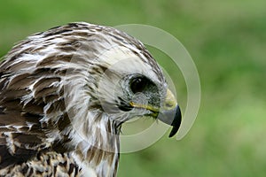 Close-up of a Gyr-Saker falcon