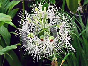 Close up Habenaria medusae orchid