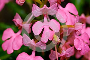 Close up of Habenaria rhodochela flowers