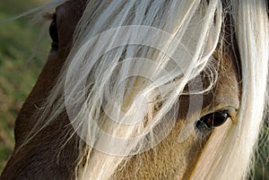 Close up of Haflinger (horse)
