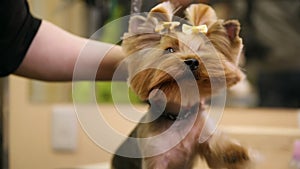 A close-up of a hair dryer blows air into the dog`s face in a beauty salon. The dog looks into the camera.