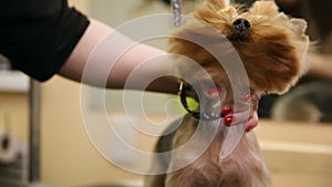 A close-up of a hair dryer blows air into the dog`s face in a beauty salon. The dog looks into the camera and raises his