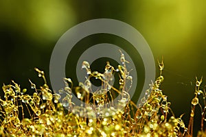 Close up haircap moss with water drops the rain