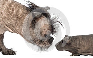 Close-up of a Hairless Mixed-breed dog, mix between a French bulldog and a Chinese crested dog, sniffing a hairless guinea pig