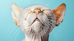 Close-up of a hairless Sphinx cat with eyes closed against a blue background