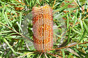 Close up on Hairpin Banksia flower blooming on tree