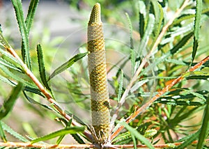 Close up of Hairpin Banksia flower cone prior to blossoming