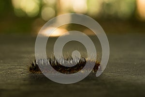 Close up Hairy caterpillar Eupterote testacca Walker