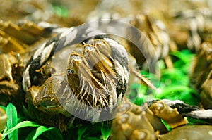 Close-up of a hairy crab