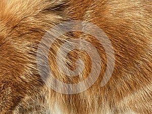 Close-up on a the hairy ginger cat, red fur, beautiful natural texture, closeup