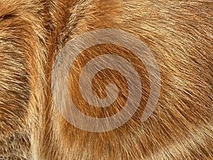 Close-up on a the hairy ginger cat, red fur, beautiful natural texture