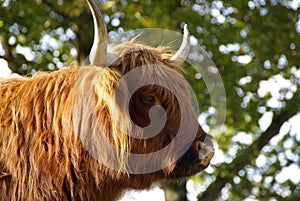 Close up of a hairy Highland cattle
