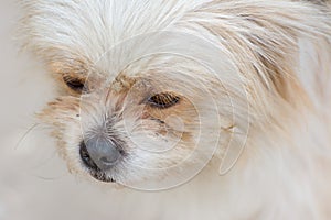 Close-up of hairy Pekingese puppy dog