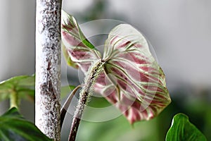 Close up of hairy petiole of tropical `Philodendron Verrucosum` houseplant