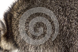 Close-up on a the hairy Raccoon, brown fur, beautiful natural texture