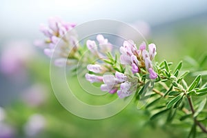 close-up of hairy vetch in full bloom