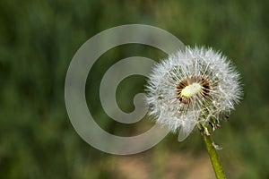 Close-up of half-blown dandelion against a blurred green background