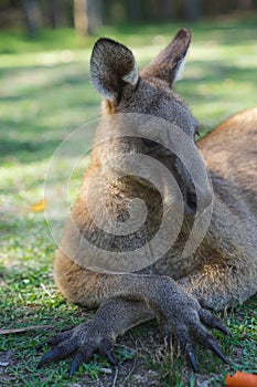 close up half body big kangaroo lies down,