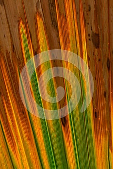 Close up of half dead palm tree leaf texture/tropical natural ba