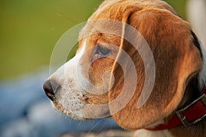 Close up half-face beagle portrait