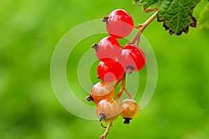 Close-up of half ripe redcurrant berries