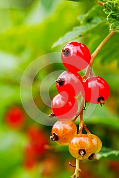 Close-up of half ripe redcurrant berries