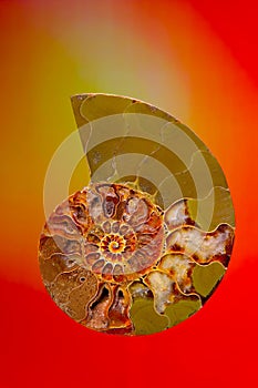 Close up of a half sliced ammonite fossil stone against colorful background