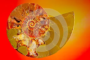 Close up of a half sliced ammonite fossil stone against colorful background