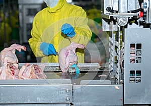 Close up a half whole chicken cut and load to automate cutting parts machine