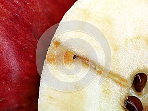 close up of a halfed red apple with wormhole and codling moth, tunnel eaten by a caterpillar, Cydia pomonella,