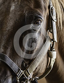 Close up of haltered horse`s face