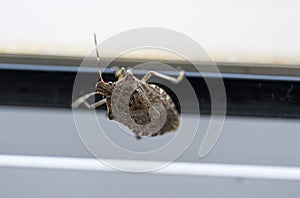 Close-up of Halyomorpha halys beetle