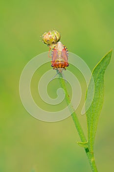 Halyomorpha halys photo