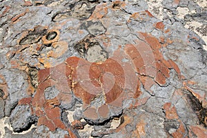 Close up Hamelin Pool Stromatolites