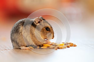 Close-up of a hamster