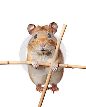 close-up of a hamster on white background