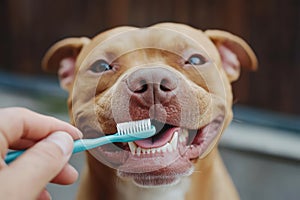 Close-up of a hand brushing a dog teeth with a toothbrush