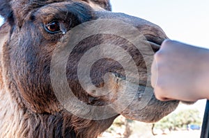 Close Up Of The Hand Of A Child That Caresses The Head Of A Camel