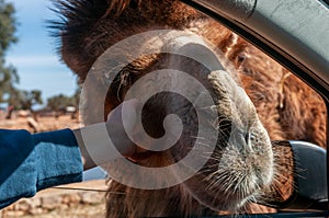 Close Up Of The Hand Of A Child That Caresses The Head Of A Camel