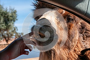 Close Up Of The Hand Of A Child That Caresses The Head Of A Camel