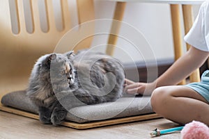 Close up hand child girl playing with persian cat lying on the floor at home, mixed breed cat is a cross between breeds or a